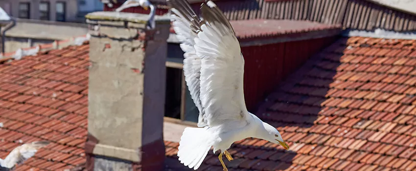 Residential Chimney Animal Removal Solution in Rose Hill, VA