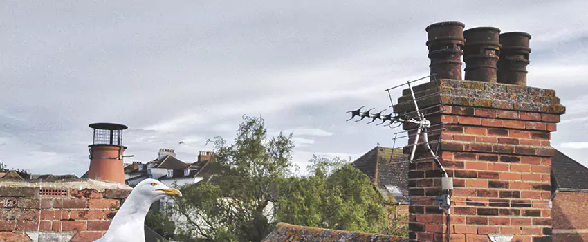Chimney Cleaning And Restoration in Rose Hill, Virginia